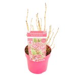 Hortenzia pílovitá (Hydrangea serrata) ´EUPHORIA PINK´ - výška 25-35 cm, kont. C3L 